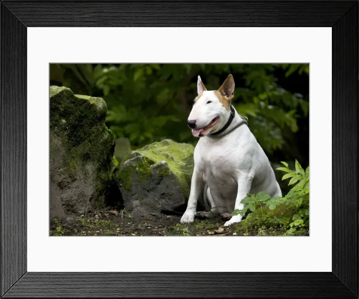 Framed Print : Dog - Bull Terrier sitting by rocks Framed Print : Dog - Bull Terrier sitting by rocks