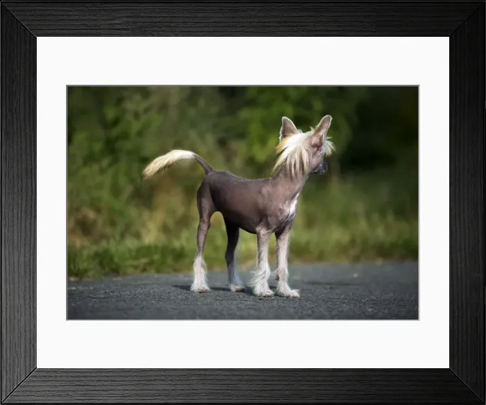 Framed Print : Dog - Chinese Crested Dog - on road Framed Print : Dog - Chinese Crested Dog - on road