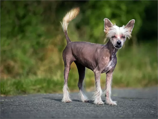 Dog - Chinese Crested Dog - on road