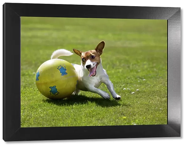 Jack Russel Dog - playing with big ball in garden