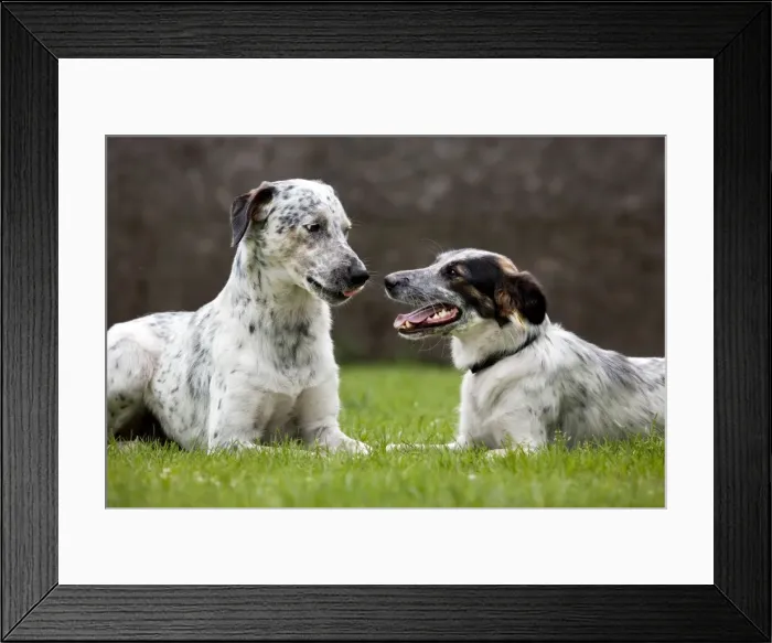 Framed Print : Dog - two Mongrels sniffing each other in garden Framed Print : Dog - two Mongrels sniffing each other in garden