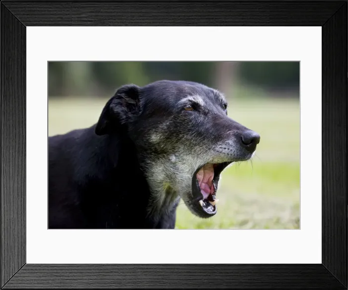 Framed Print : Dog - old mongrel yawning Framed Print : Dog - old mongrel yawning