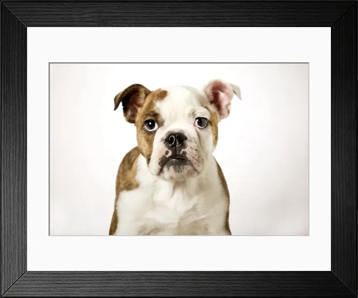 Framed Print : Bulldog. ME-1785. Dog - English Bulldog. Johan De Meester Framed Print : Bulldog. ME-1785. Dog - English Bulldog. Johan De Meester