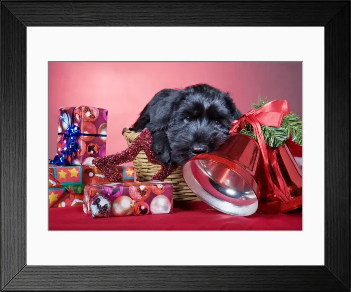 Framed Print : Dog - Giant Schnauzer - In Christmas basket with presents Framed Print : Dog - Giant Schnauzer - In Christmas basket with presents
