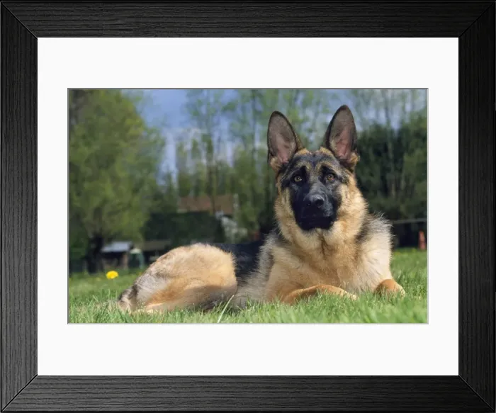 Framed Print : German Shepherd Dog Framed Print : German Shepherd Dog