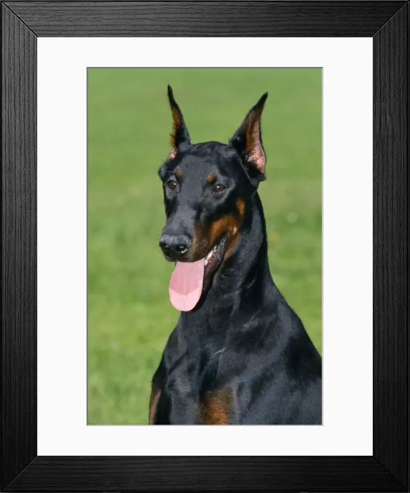 Framed Print : Dobermann Dog Framed Print : Dobermann Dog