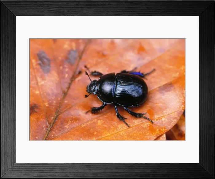 Framed Print : Dor Beetle Fairly common throughout UK Framed Print : Dor Beetle Fairly common throughout UK