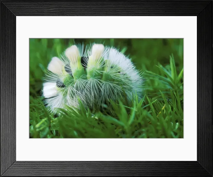 Framed Print : Dasychira Moth Caterpillar Framed Print : Dasychira Moth Caterpillar