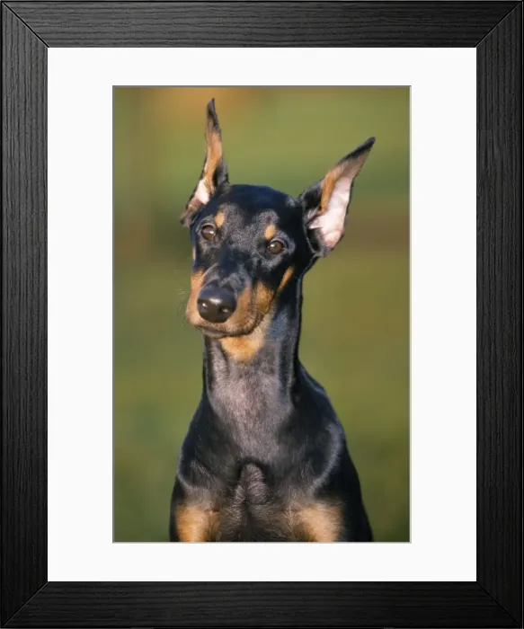 Framed Print : Doberman Dog Framed Print : Doberman Dog
