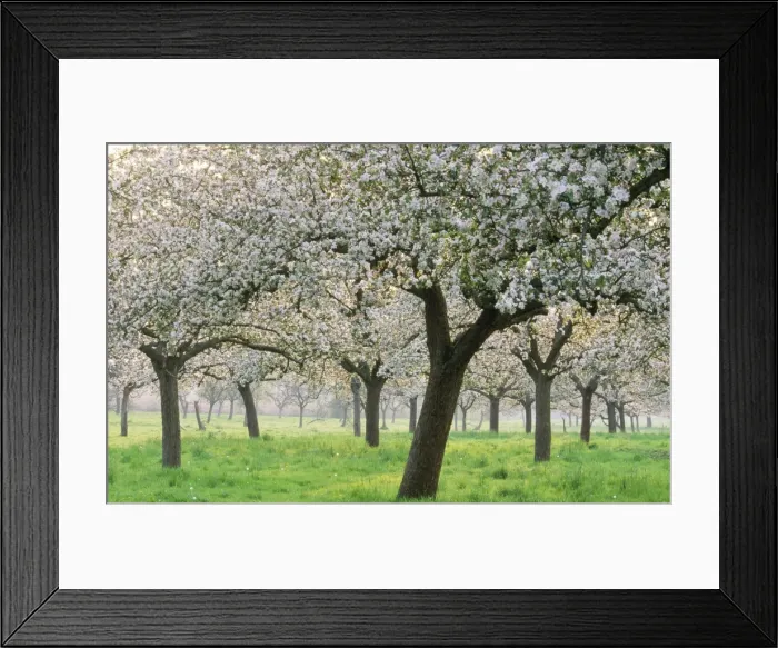 Framed Print : Apple Orchard Blossom Framed Print : Apple Orchard Blossom