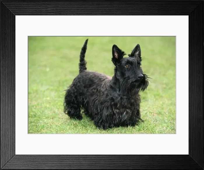 Framed Print : Scottish Terrier Dog Framed Print : Scottish Terrier Dog