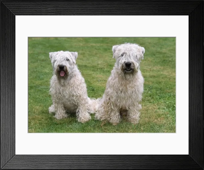 Framed Print : Soft Coated Wheaten Terrier - two sitting