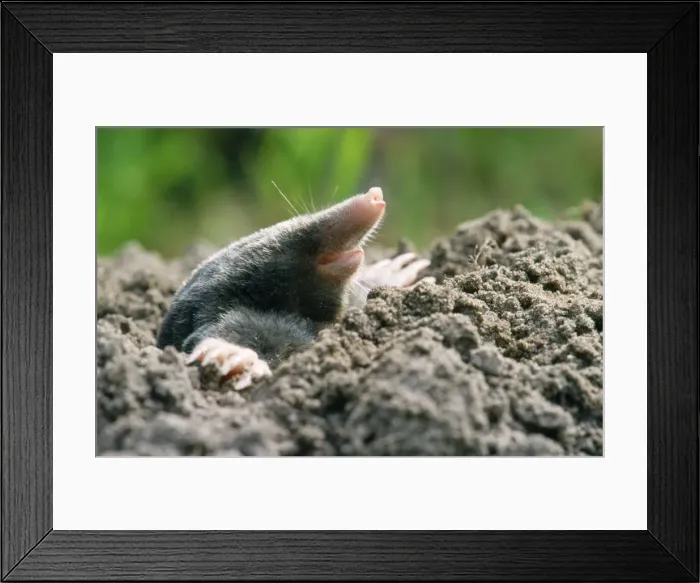 Framed Print : Mole - emerging from the ground Framed Print : Mole - emerging from the ground