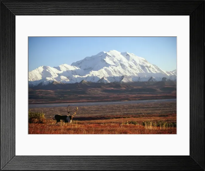 Framed Print : Mount McKinley - with Reindeer / Caribou in the foreground. Alaska, USA Framed Print : Mount McKinley - with Reindeer / Caribou in the foreground. Alaska, USA