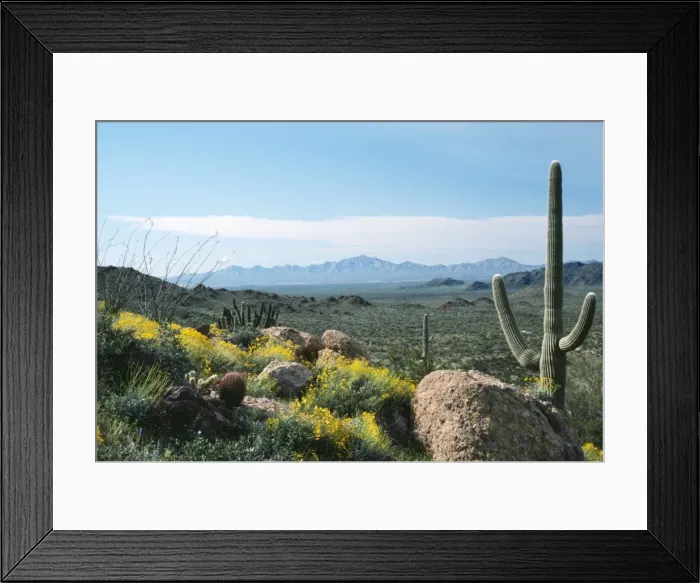 Framed Print : USA - Ocotillo, Brittle-bush & Saguaro Cactus. Sonoran Desert, Arizona Framed Print : USA - Ocotillo, Brittle-bush & Saguaro Cactus. Sonoran Desert, Arizona