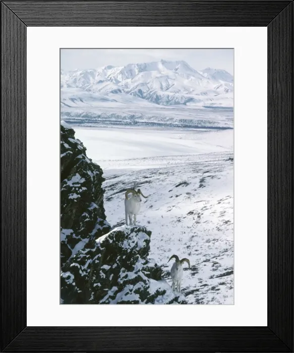 Framed Print : Dall's Sheep - mature rams. Alaska Range Mountains. April Framed Print : Dall's Sheep - mature rams. Alaska Range Mountains. April