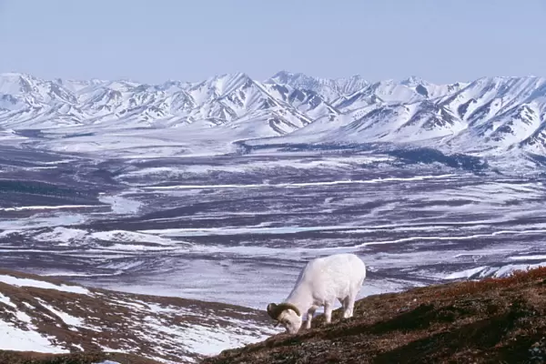 Dall's Sheep - mature ram feeding. Allaska Range Mtns