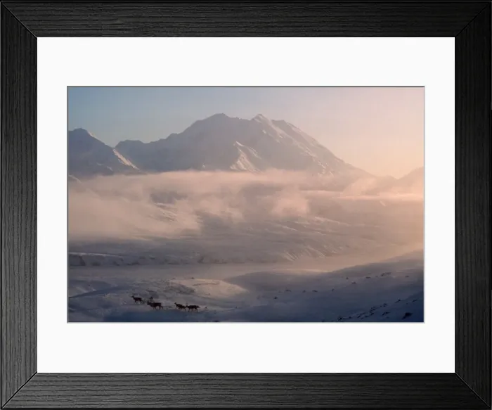 Framed Print : Caribou Reindeer Mount. Mckinley, Alaska Framed Print : Caribou Reindeer Mount. Mckinley, Alaska