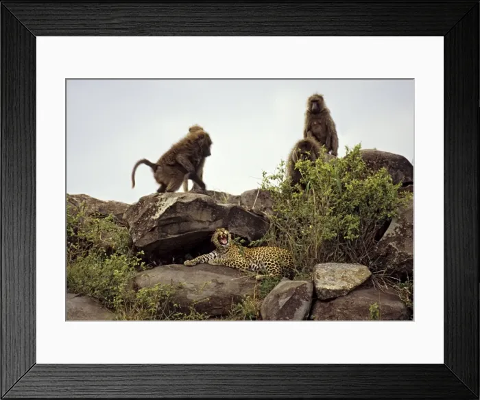 Framed Print : Female leopard being harrassed by Olive Baboons (Papio anubis), Masai Mara Reserve, Kenya, Africa Framed Print : Female leopard being harrassed by Olive Baboons (Papio anubis), Masai Mara Reserve, Kenya, Africa