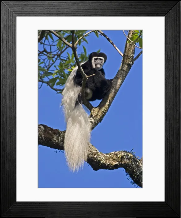 Framed Print : Eastern Black & White Colobus Monkey, adult male, Arusha National Park, Tanzania, Africa Framed Print : Eastern Black & White Colobus Monkey, adult male, Arusha National Park, Tanzania, Africa