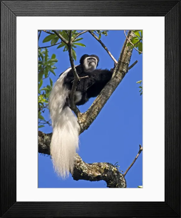 Framed Print : Eastern Black & White Colobus Monkey, adult male, Arusha National Park, Tanzania, Africa Framed Print : Eastern Black & White Colobus Monkey, adult male, Arusha National Park, Tanzania, Africa