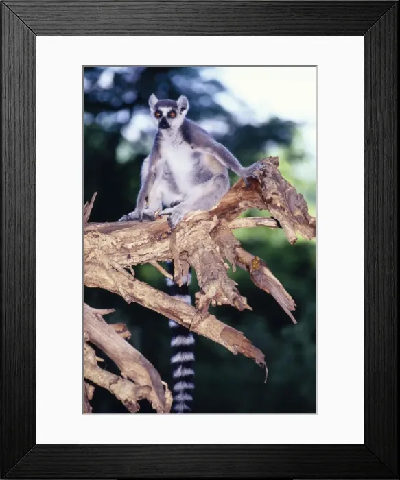 Framed Print : Rig-tailed Lemur Framed Print : Rig-tailed Lemur