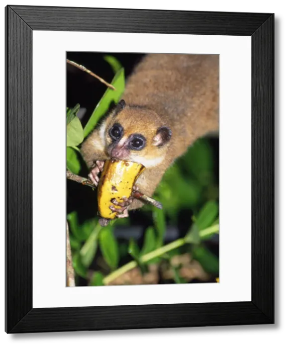 Framed Print : Mouse Lemur - eating fruit Framed Print : Mouse Lemur - eating fruit