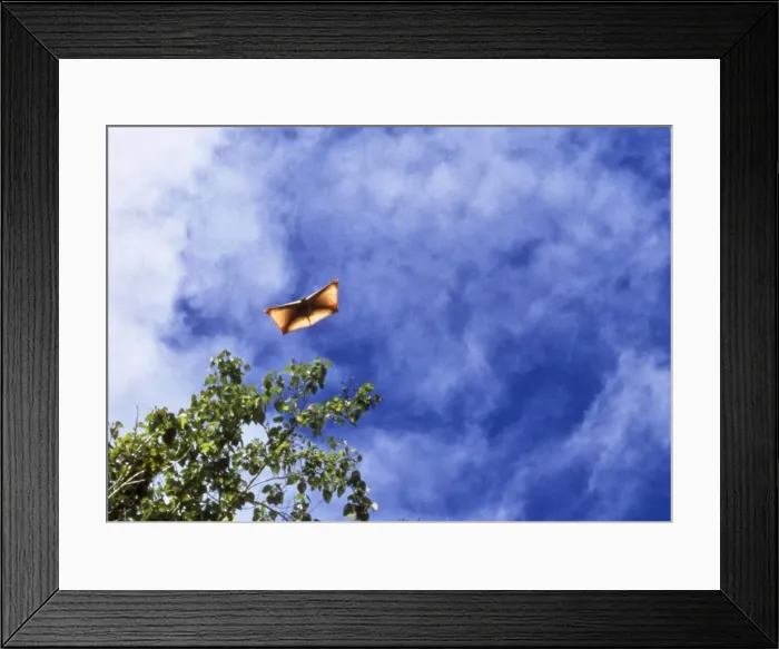 Framed Print : Flying Lemur - gliding Philippines