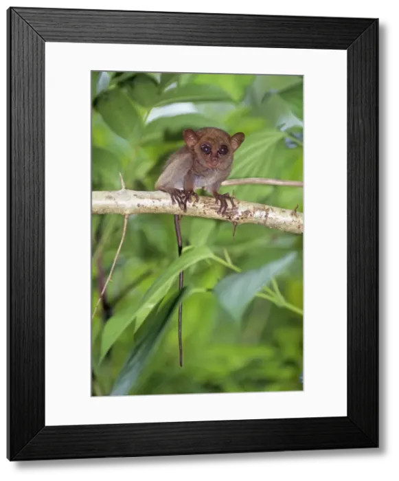 Framed Print : Philippine Tarsier - baby Bohol Island, Philippines Framed Print : Philippine Tarsier - baby Bohol Island, Philippines