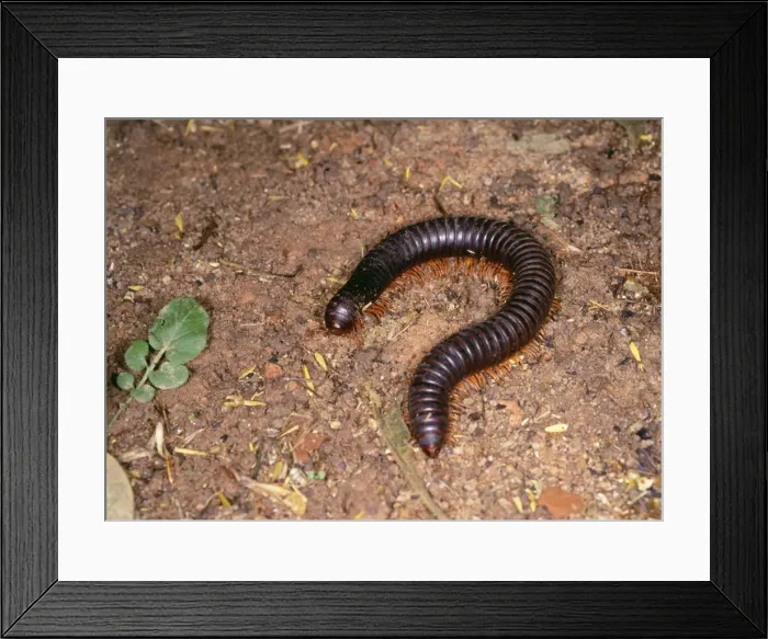 Framed Print : Giant Millipede Madagascar Framed Print : Giant Millipede Madagascar