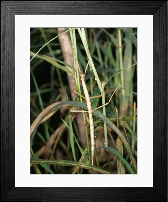 Framed Print : Stick Insect Madagascar Framed Print : Stick Insect Madagascar