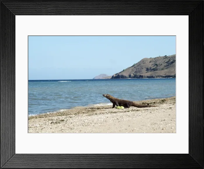 Framed Print : Komodo Dragon - on beach Framed Print : Komodo Dragon - on beach