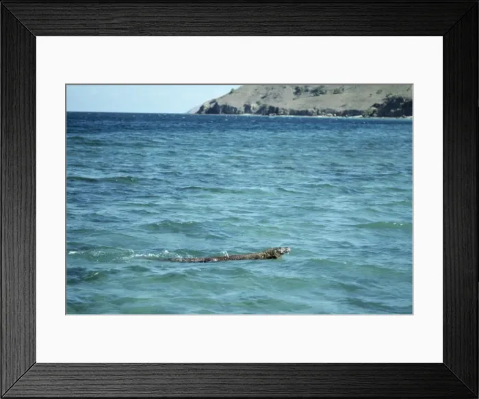 Framed Print : Komodo Dragon - swiming Framed Print : Komodo Dragon - swiming