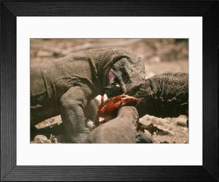 Framed Print : Komodo Dragon - x3 eating Framed Print : Komodo Dragon - x3 eating