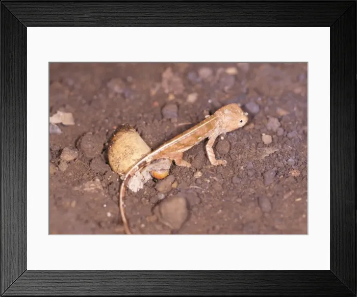 Framed Print : Panther Chameleon - just hatched Madagascar Framed Print : Panther Chameleon - just hatched Madagascar