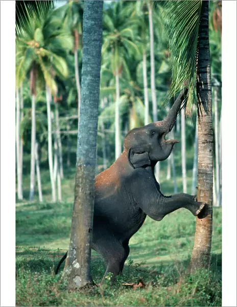 Asian  /  Indian Elephant - baby