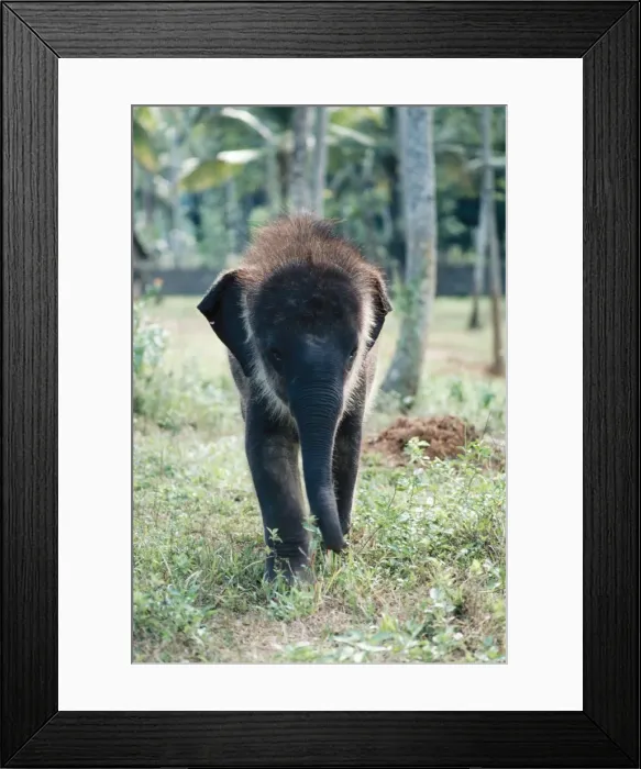 Framed Print : Asian / Indian Elphant Framed Print : Asian / Indian Elphant