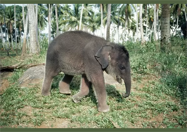 Asian  /  Indian Elephant Baby, at orphanage