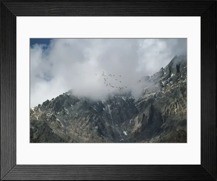 Framed Print : Demoiselle Cranes - in flight over Himalayas Nepal. Migration Framed Print : Demoiselle Cranes - in flight over Himalayas Nepal. Migration