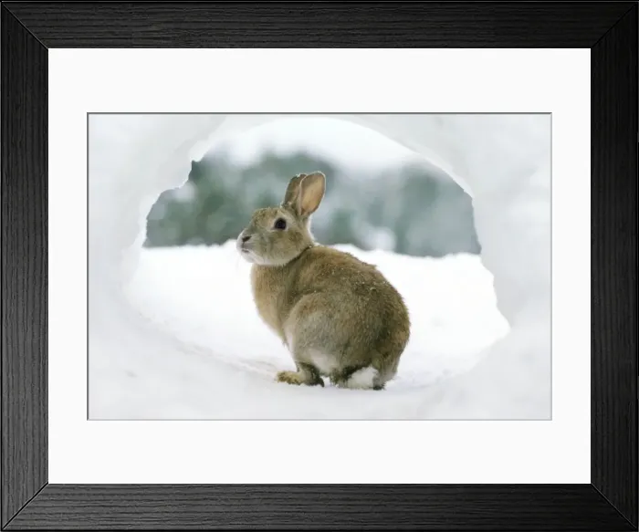 Framed Print : Rabbit - in snow Framed Print : Rabbit - in snow