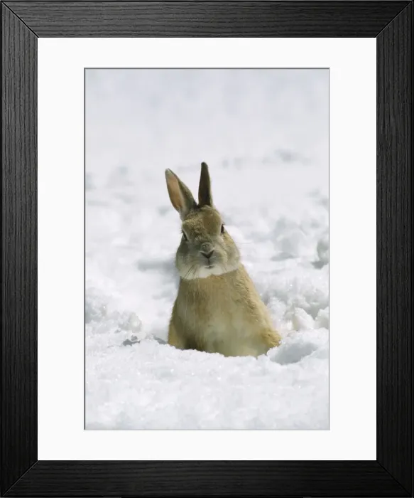 Framed Print : Rabbit - in snow Framed Print : Rabbit - in snow