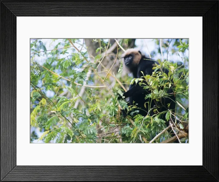 Framed Print : Nilgiri / John's / Black Leaf Langur Monkey - feeding India Framed Print : Nilgiri / John's / Black Leaf Langur Monkey - feeding India