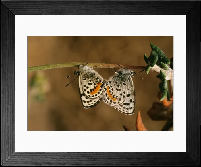 Framed Print : El Segundo Blue Butterfly - pair mating Framed Print : El Segundo Blue Butterfly - pair mating