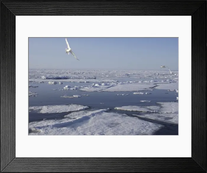 Framed Print : Kittiwakes In flight Spitzbergen Framed Print : Kittiwakes In flight Spitzbergen