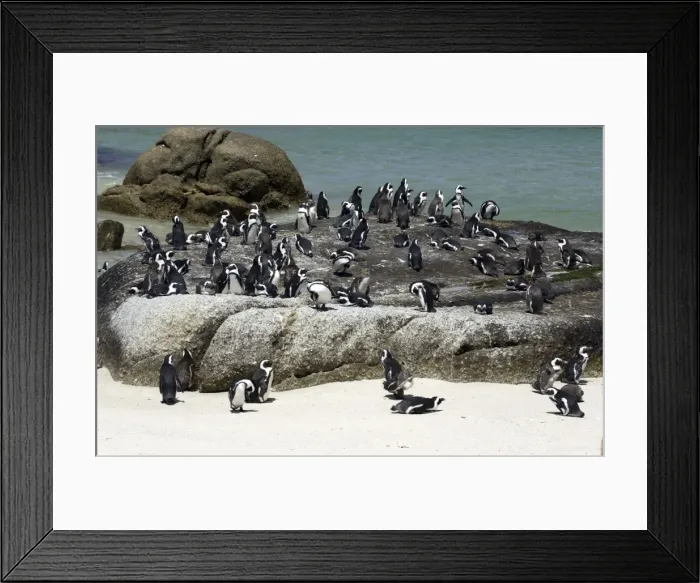 Framed Print : African / Jackass Penguins on the beach - South Africa Framed Print : African / Jackass Penguins on the beach - South Africa