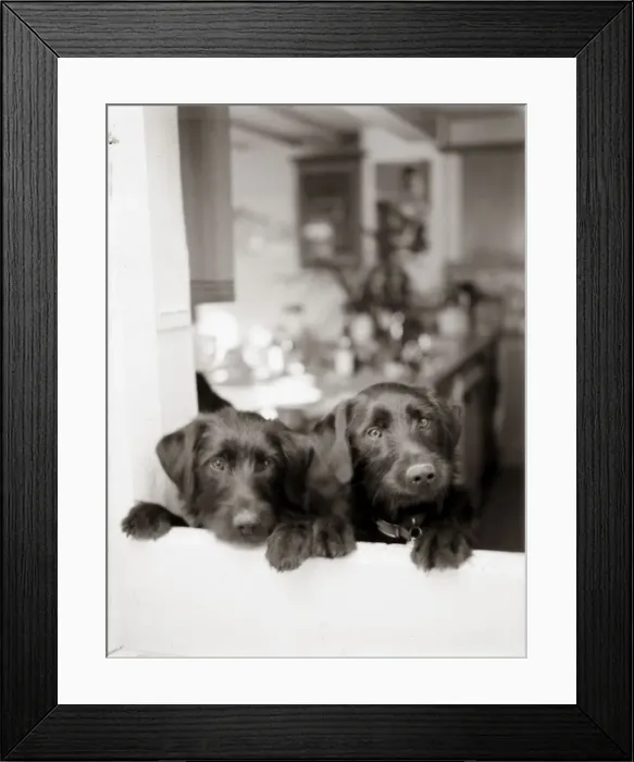 Framed Print : Dogs - Peering from kitchen window - Vintage feel Framed Print : Dogs - Peering from kitchen window - Vintage feel