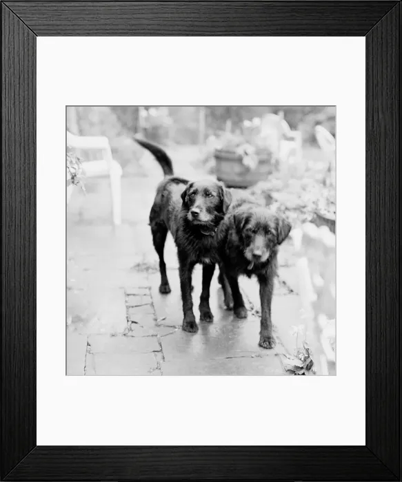 Framed Print : Dogs - In garden - Vintage feel Framed Print : Dogs - In garden - Vintage feel