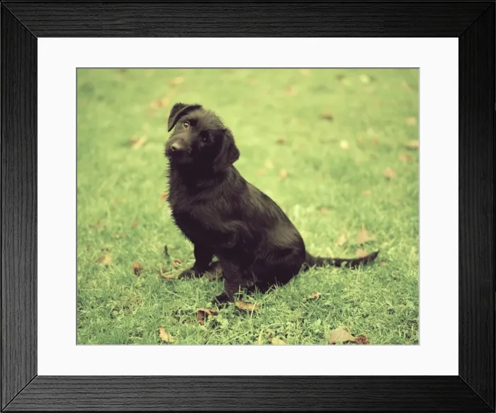Framed Print : Dog - Sitting down in garden Framed Print : Dog - Sitting down in garden
