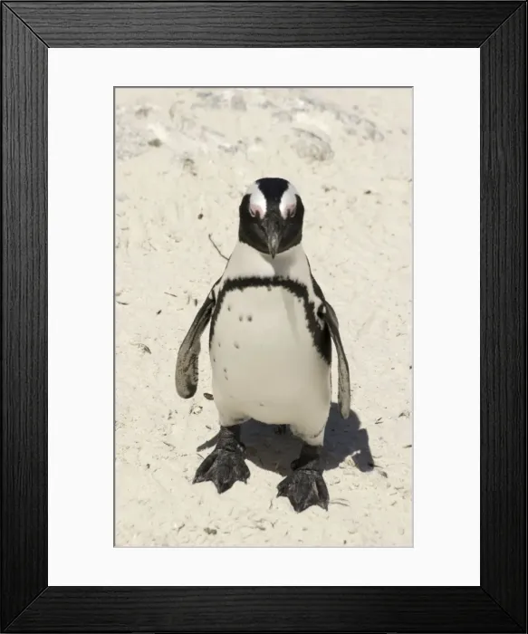 Framed Print : African / Jackass Penguin on the beach - South Africa Framed Print : African / Jackass Penguin on the beach - South Africa