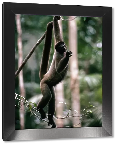 Black Headed Wooly Monkey In rainforest canopy, Amazonia, Brazil, South America